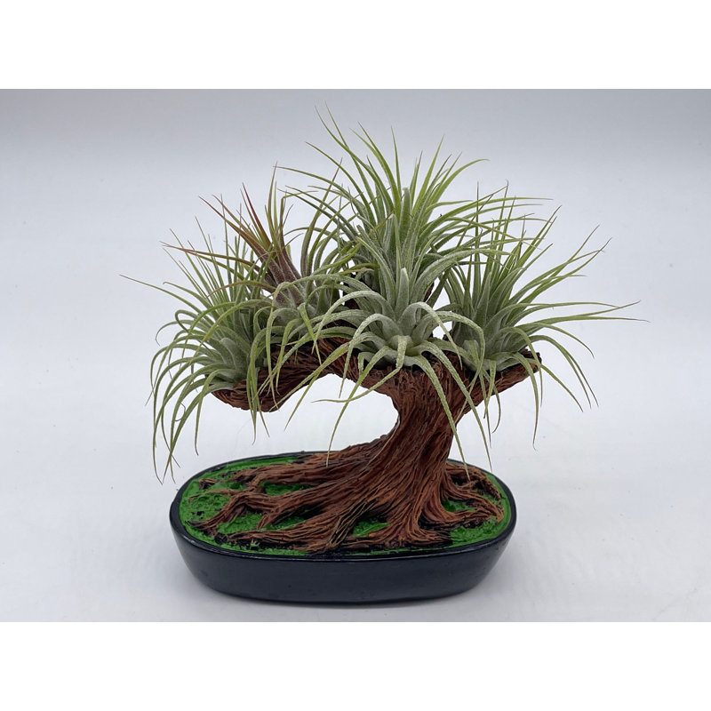 Modern Air Plant 2024 Succulent planter in Cherry